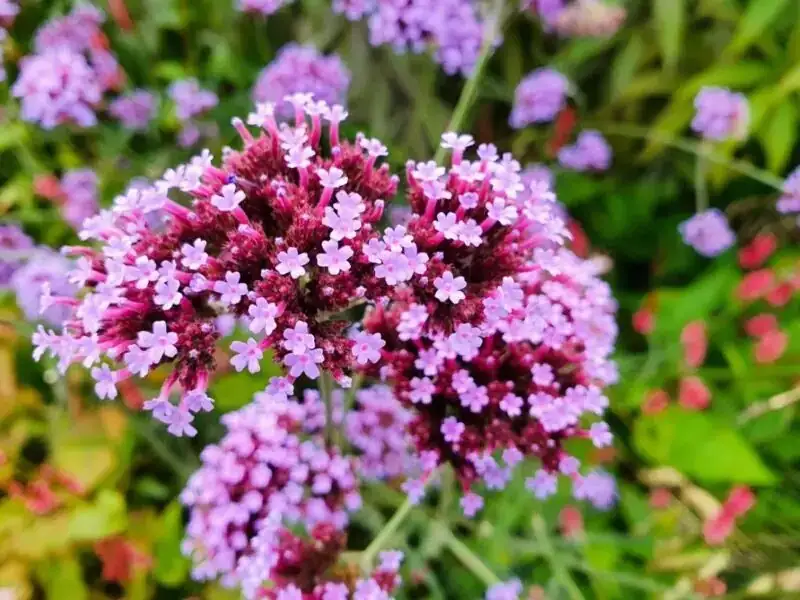 verbena deadheading hand close-up