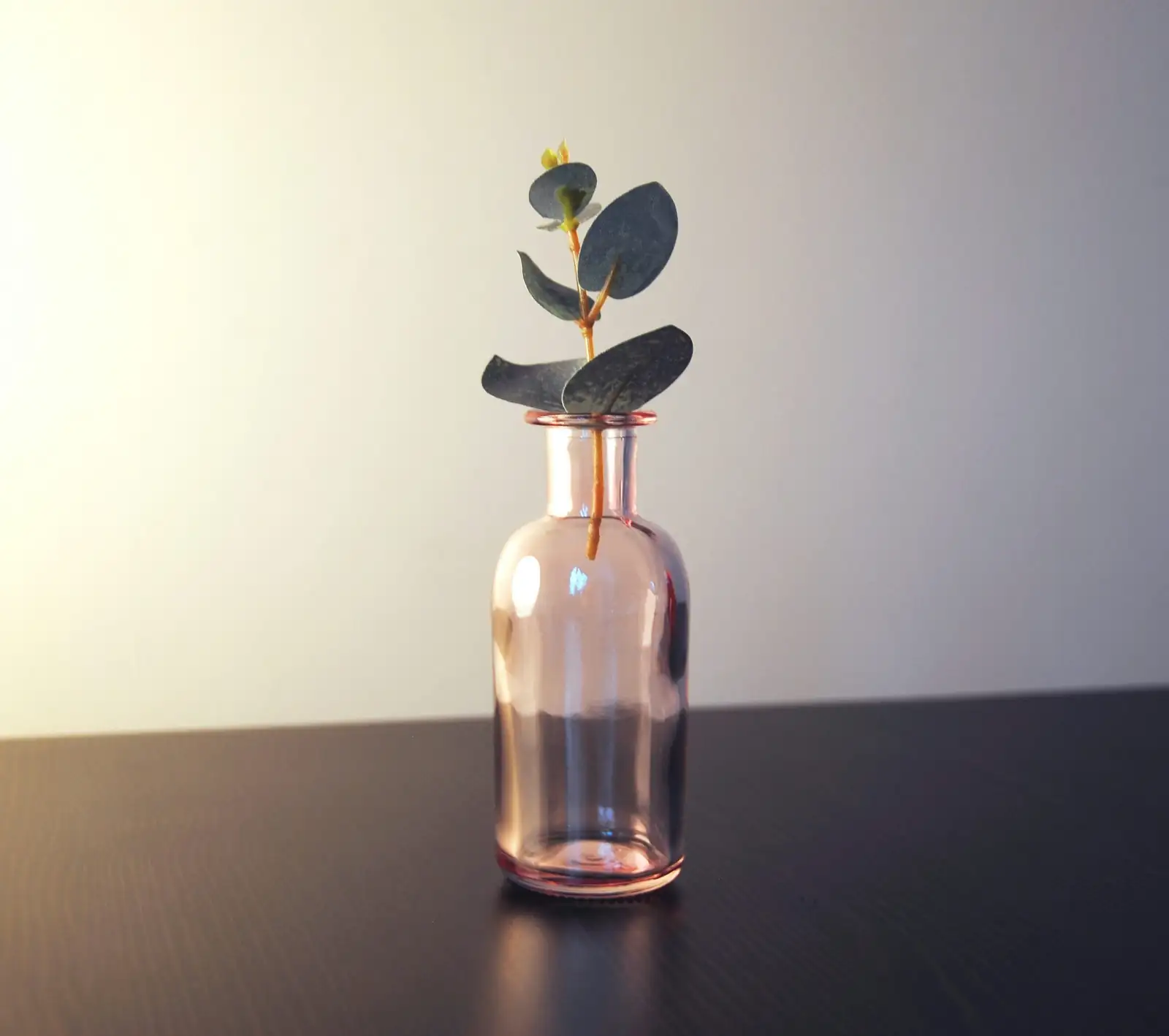verbena cuttings in water glass