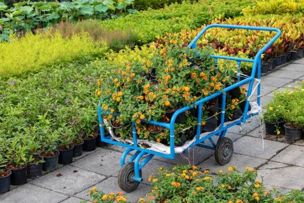 Feed for Flowers, Not Flop: A No‑Guess Fertilizer Plan for Garden Verbena