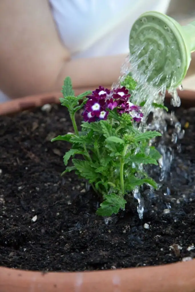 feeding verbena water soluble fertilizer