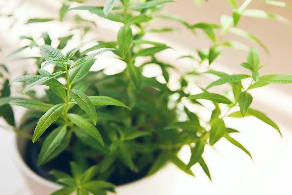 Save Your Favorites: Easy Indoor Overwintering for Verbena (12–16°C, Bright Light)