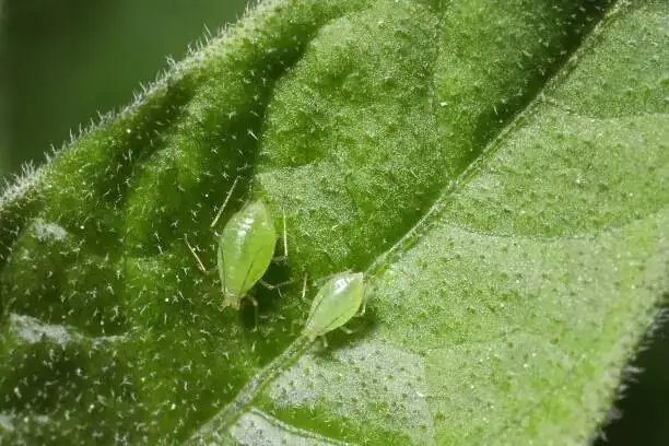 verbena aphids on leaf underside