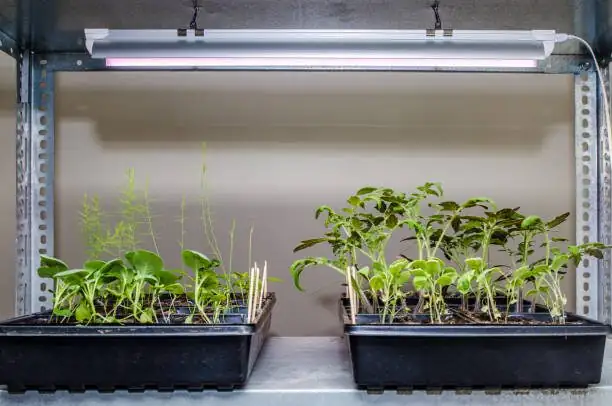 verbena under LED grow lights fan