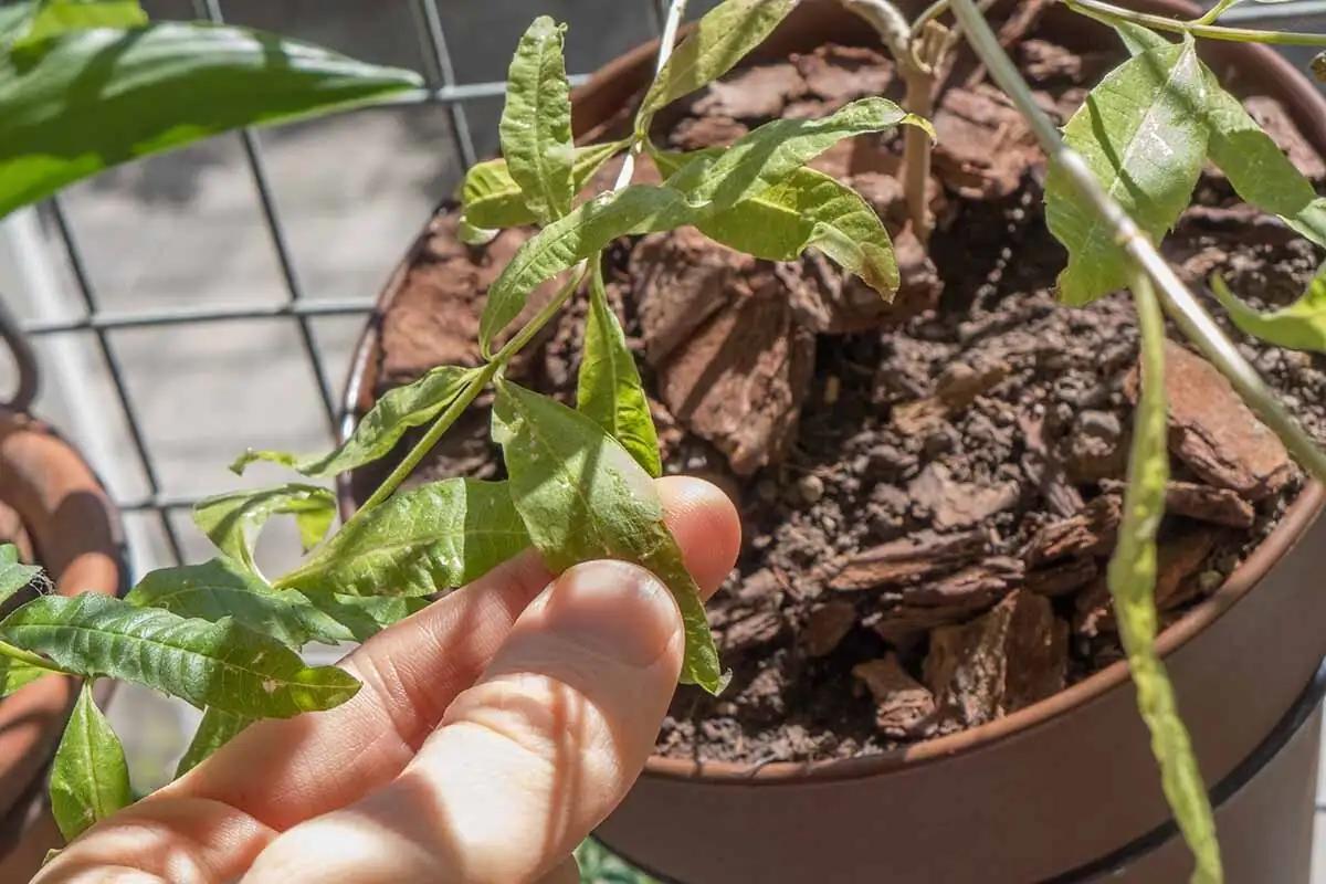 verbena pinching tips indoor hands