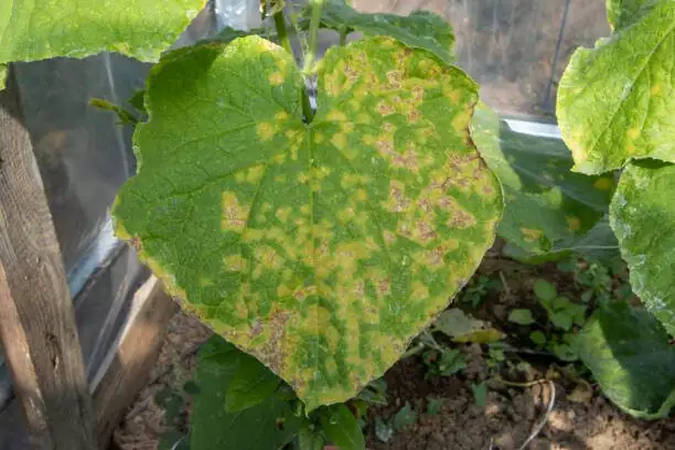 verbena downy mildew leaf underside