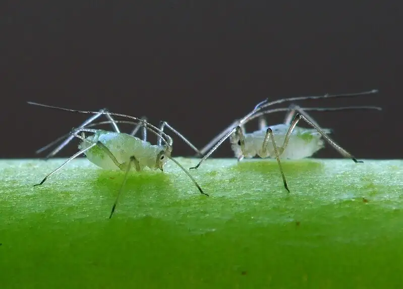 verbena aphids on buds close up