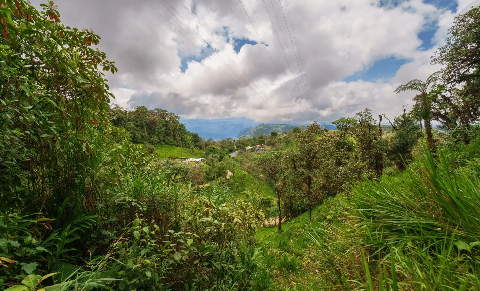 wild verbena Andes pampas habitat