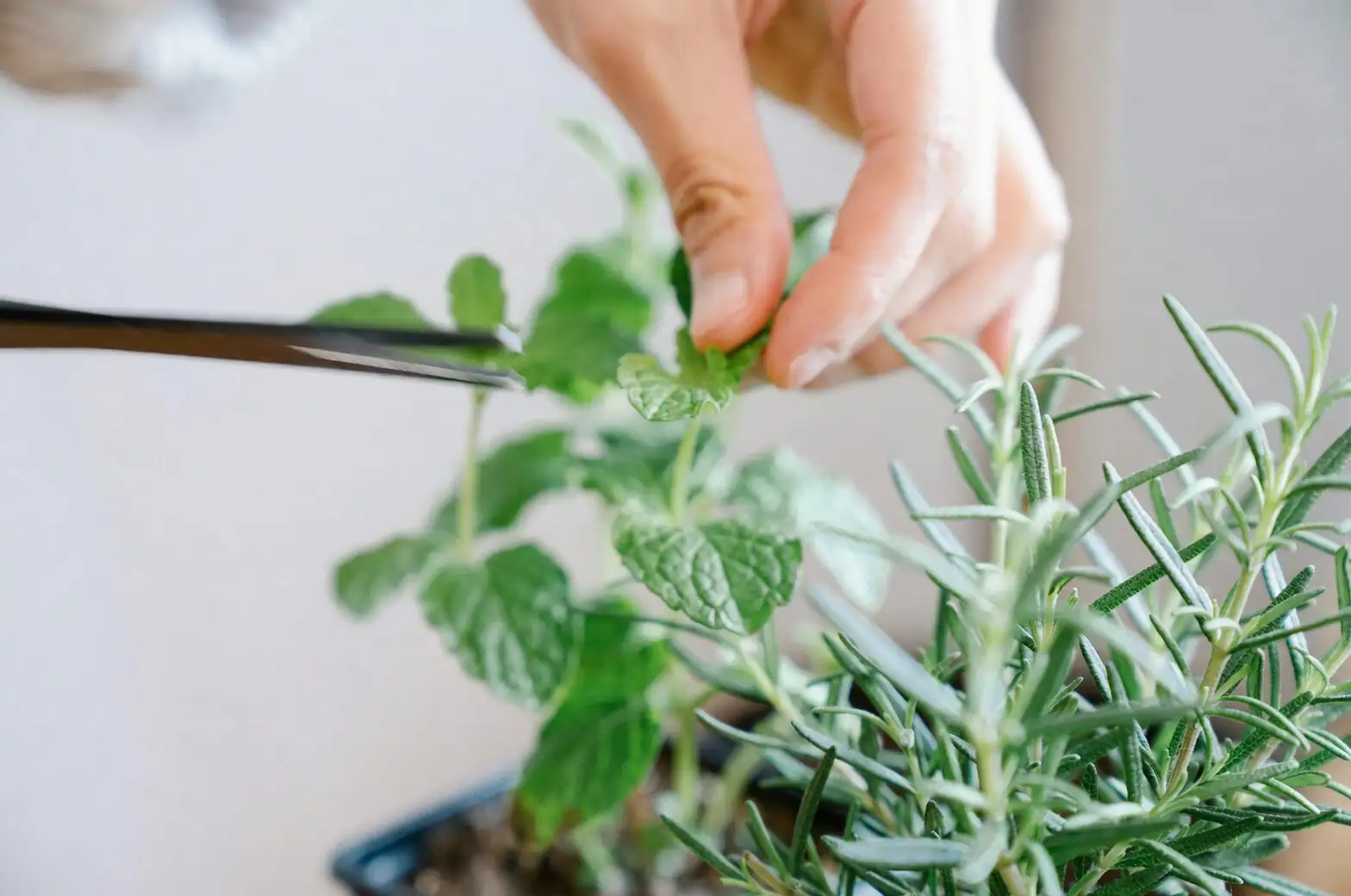 garden verbena pruning hands close-up