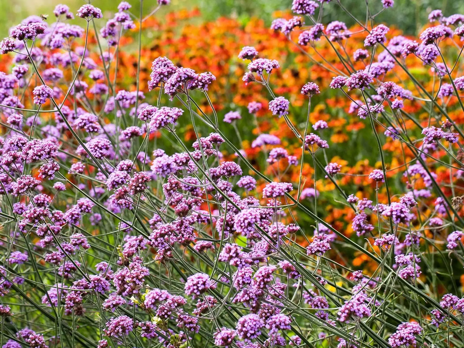 verbena clustered blooms top view