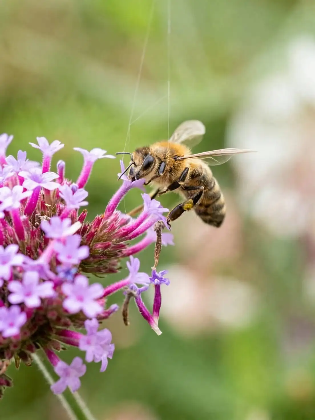 verbena flower close-up bee