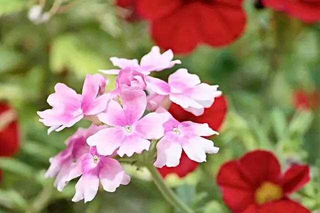 verbena hanging basket cascade