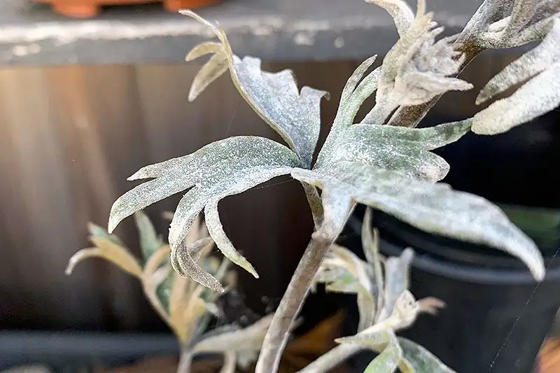 verbena powdery mildew leaves close-up