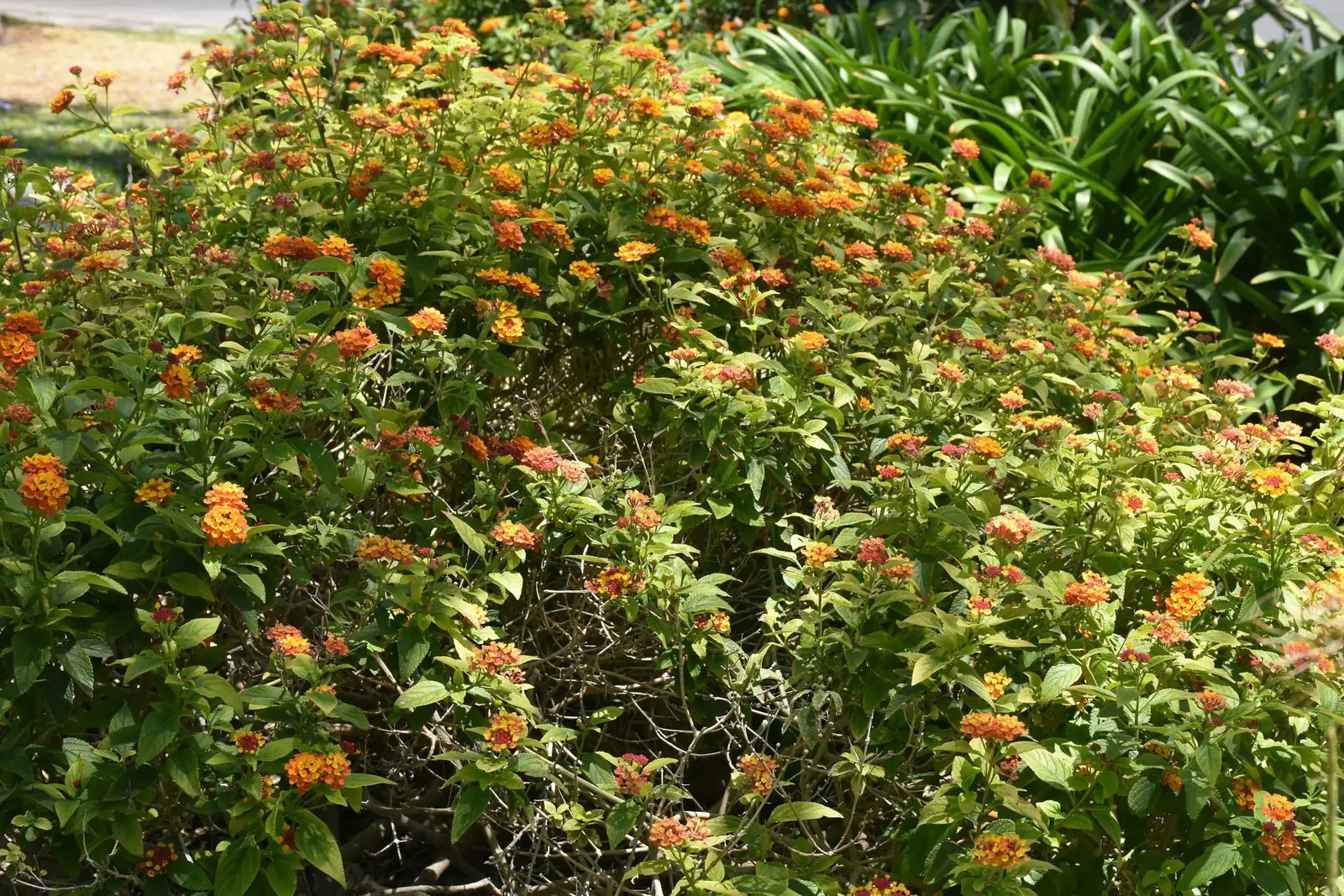 deadheading verbena with scissors