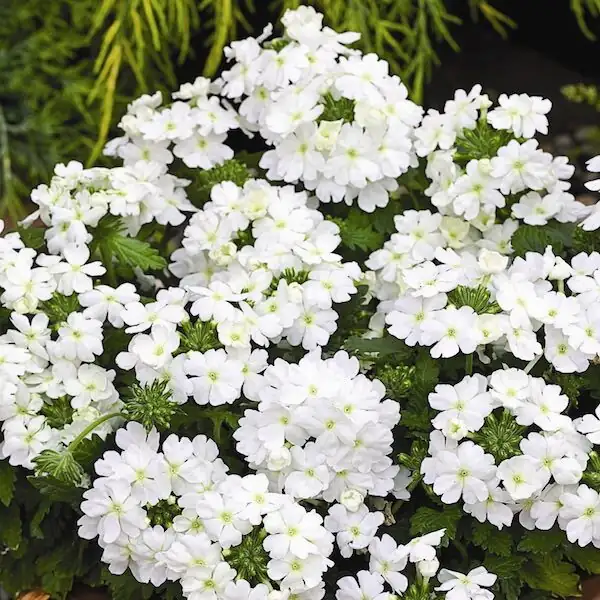 verbena compact mound close-up