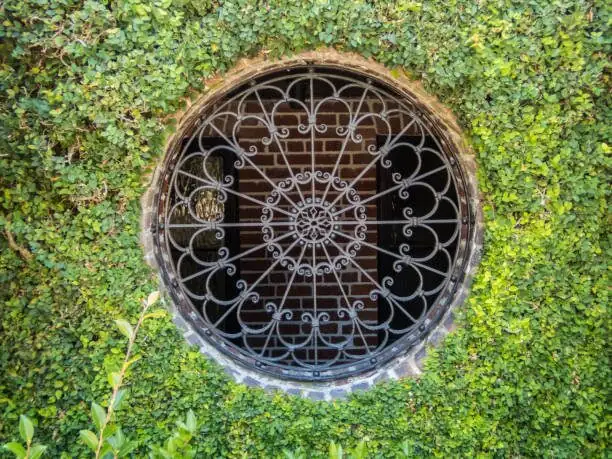 The Lazy Waterer’s Dream: Set-and-Forget Care for the Cast-Iron Plant (Without Drowning It)