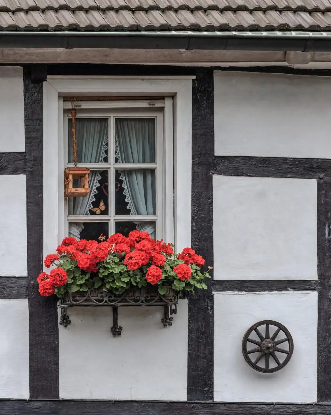 cast-iron plant north window
