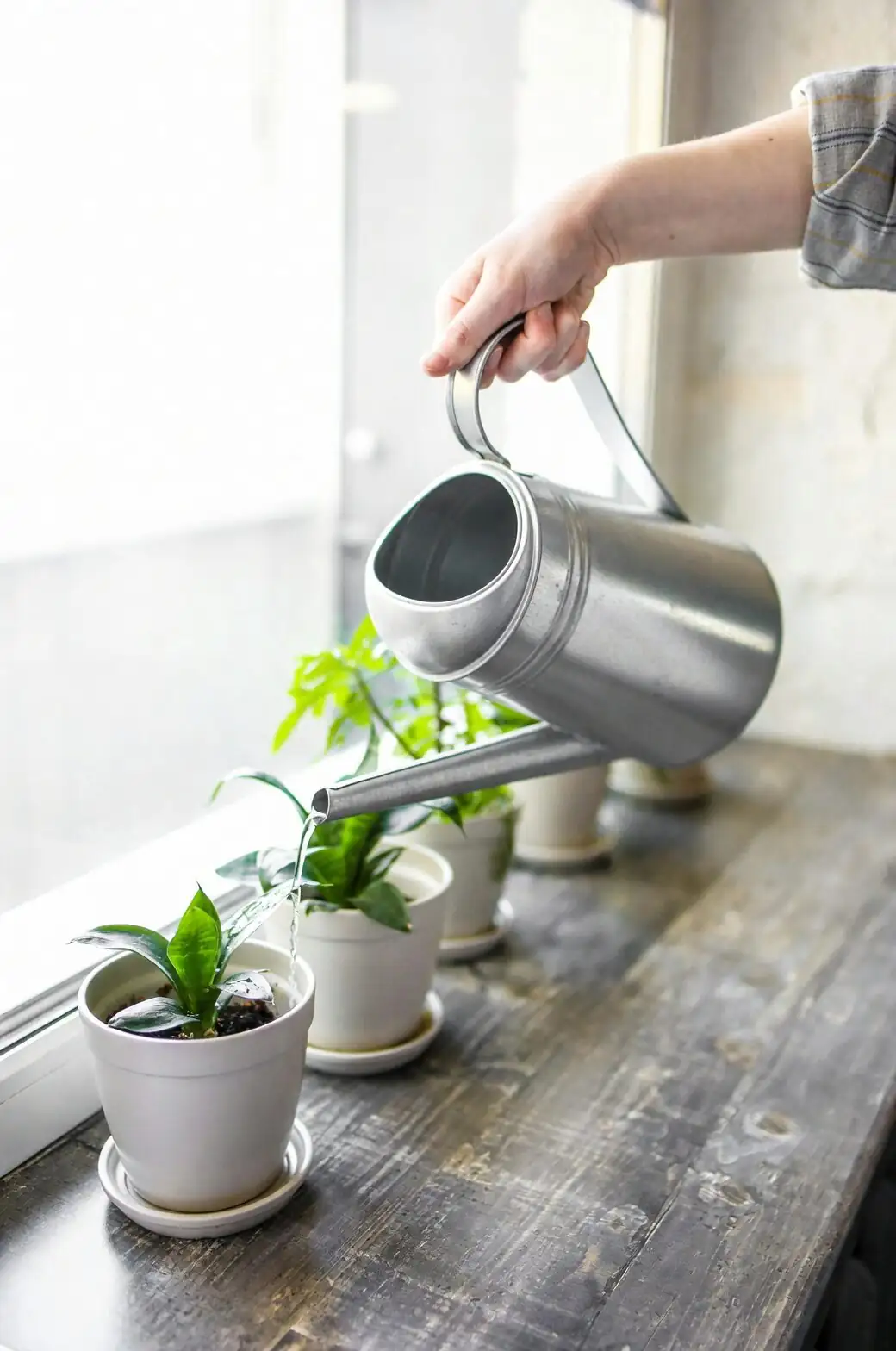 cast-iron plant watering saucer drain