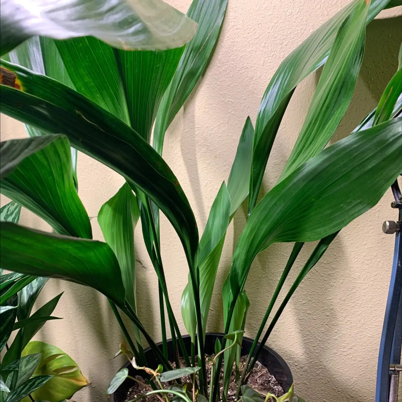 cast-iron plant soil perlite mix