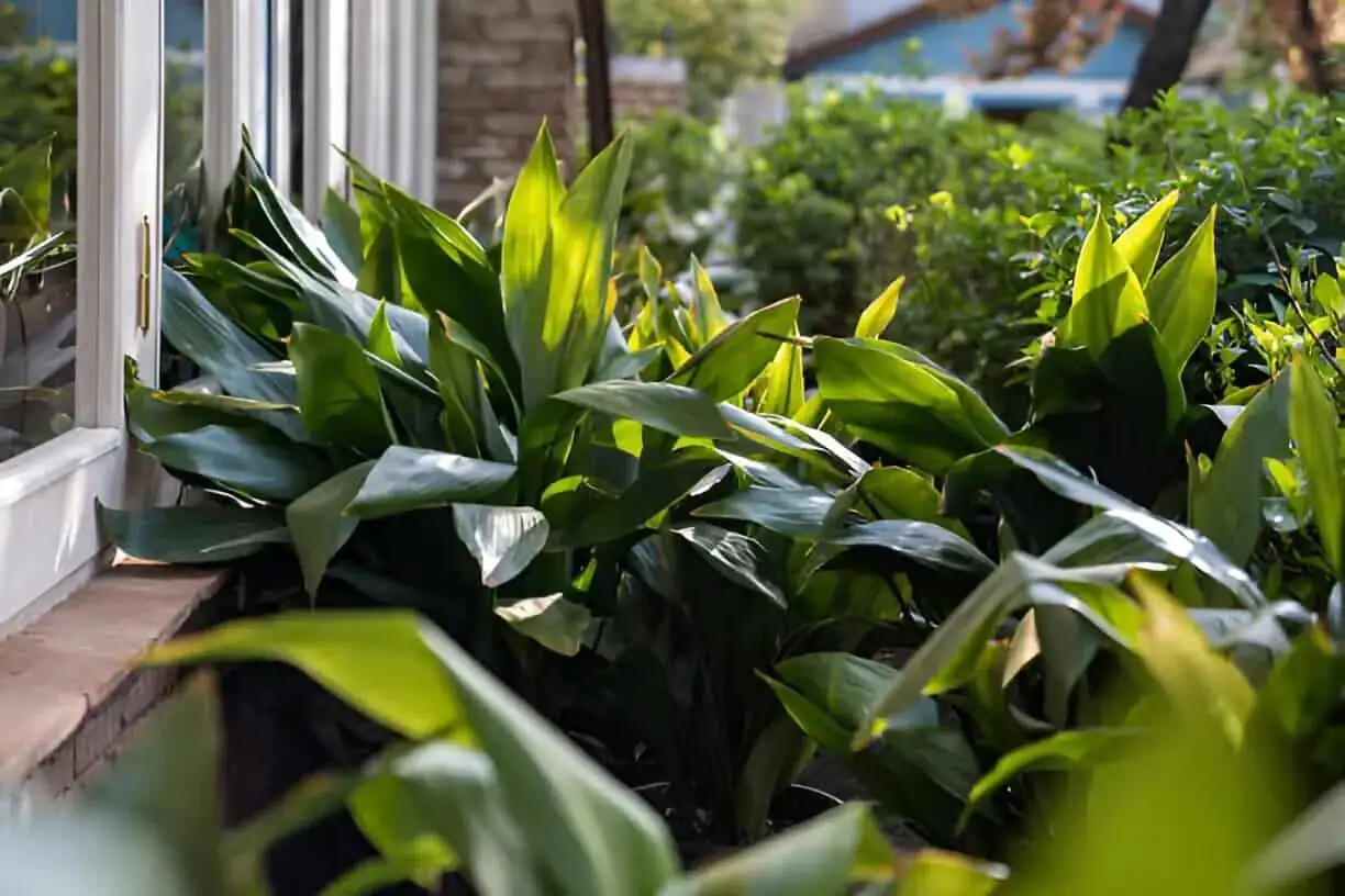 Spot the Sneaks: Beating Scale, Mealybugs, and Spider Mites on Your Aspidistra—Before They Take Over