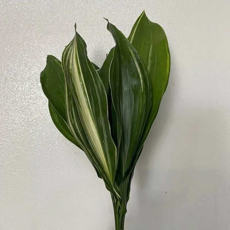 aspidistra variegated leaf close-up