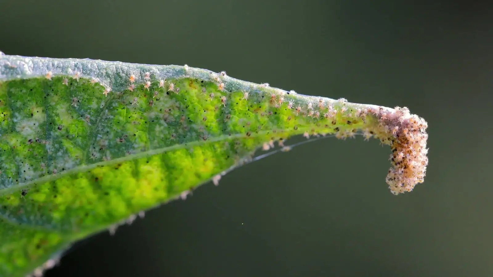 aspidistra leaf spider mites close-up