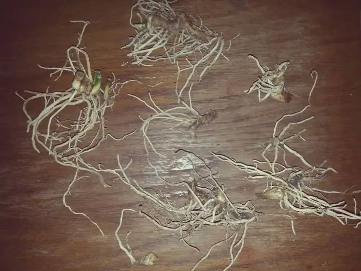 aspidistra roots rhizome pruning