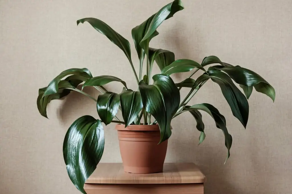 Soil-Level Secrets: Why Aspidistra Flowers Hide at the Ground—and Other Oddities