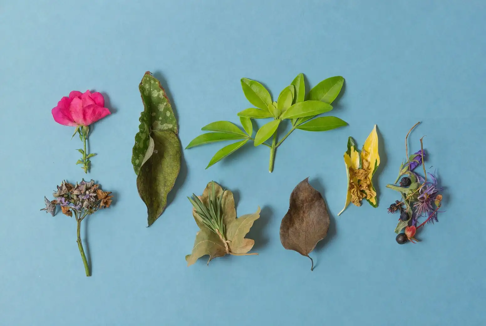 aspidistra leaves ikebana arrangement