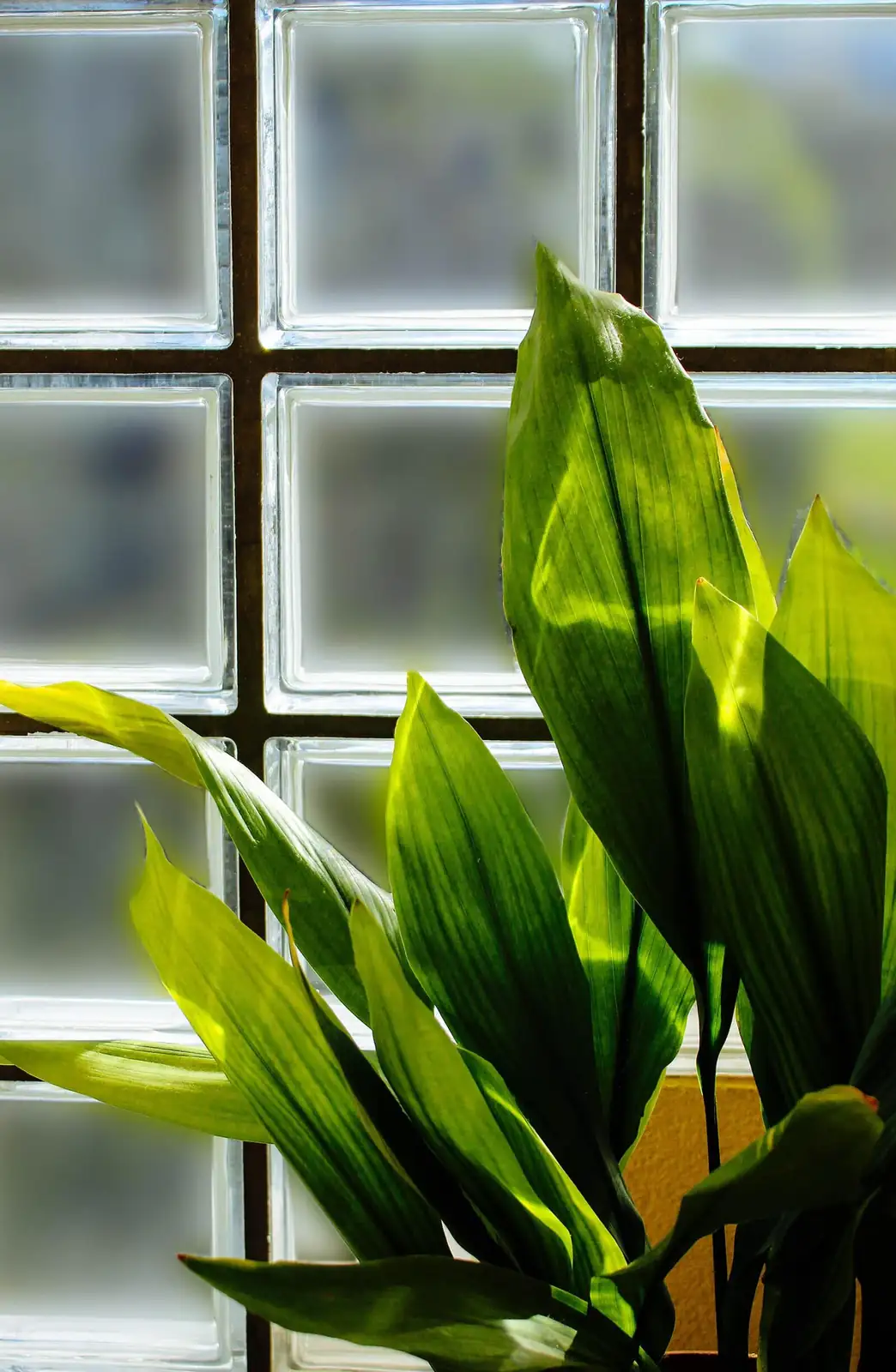 cast iron plant near frosted window