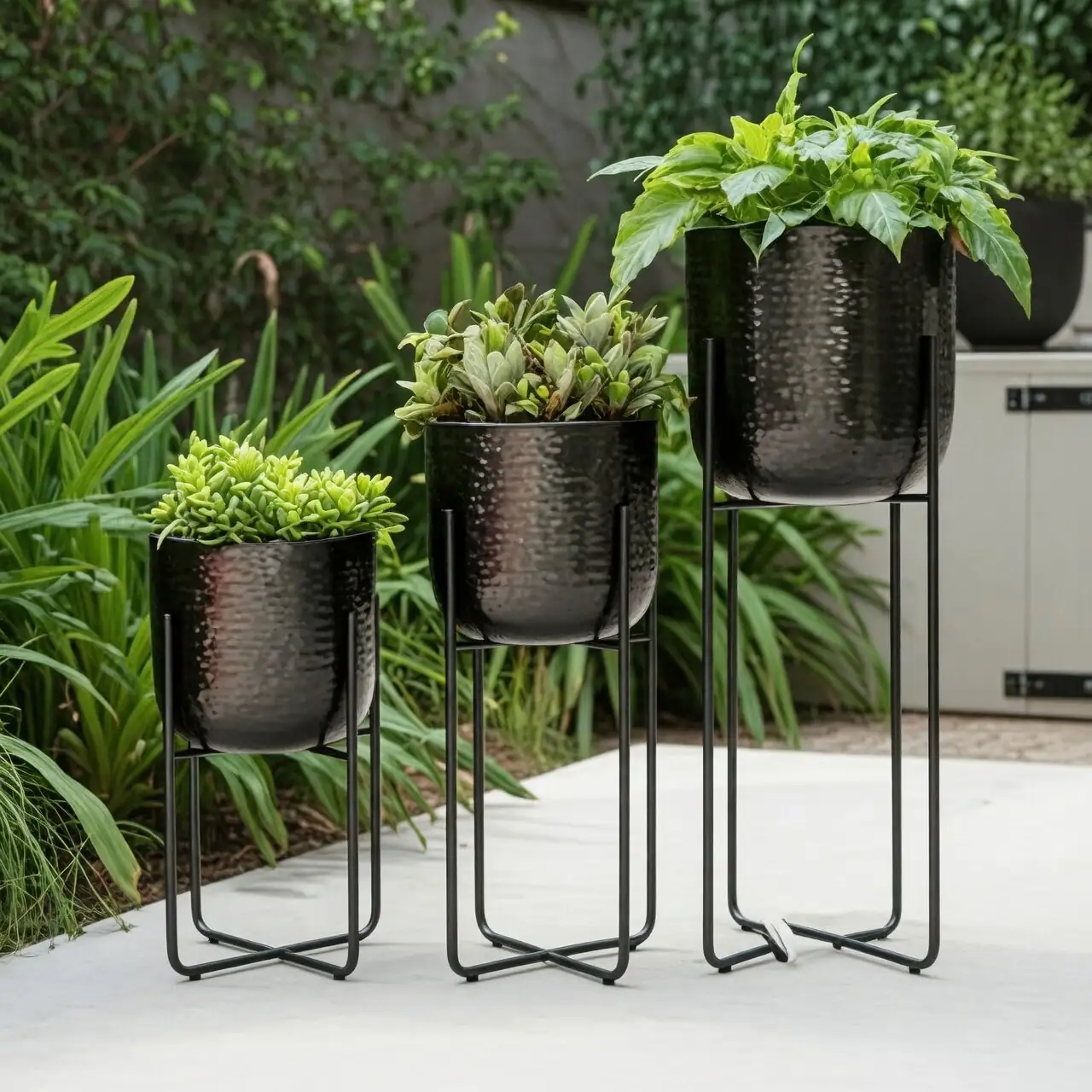 cast iron plant layered display