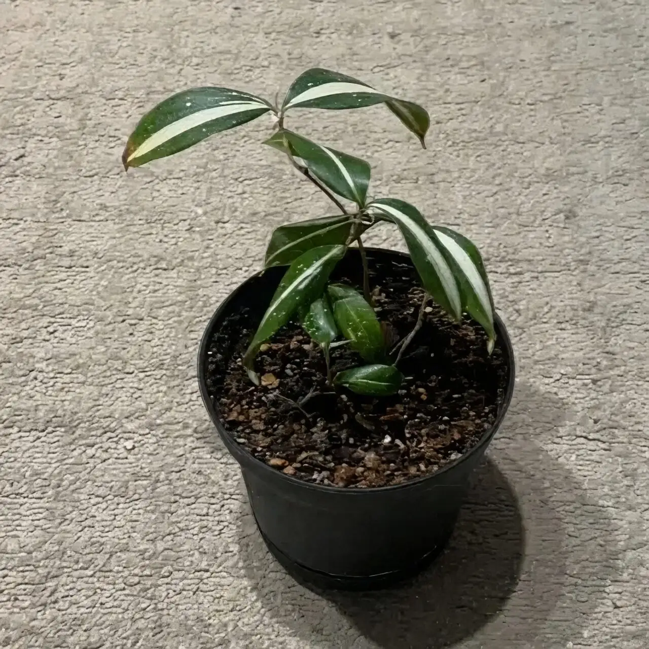 cast iron plant variegated leaves close-up