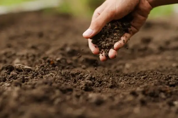 cast iron plant potting crown above soil