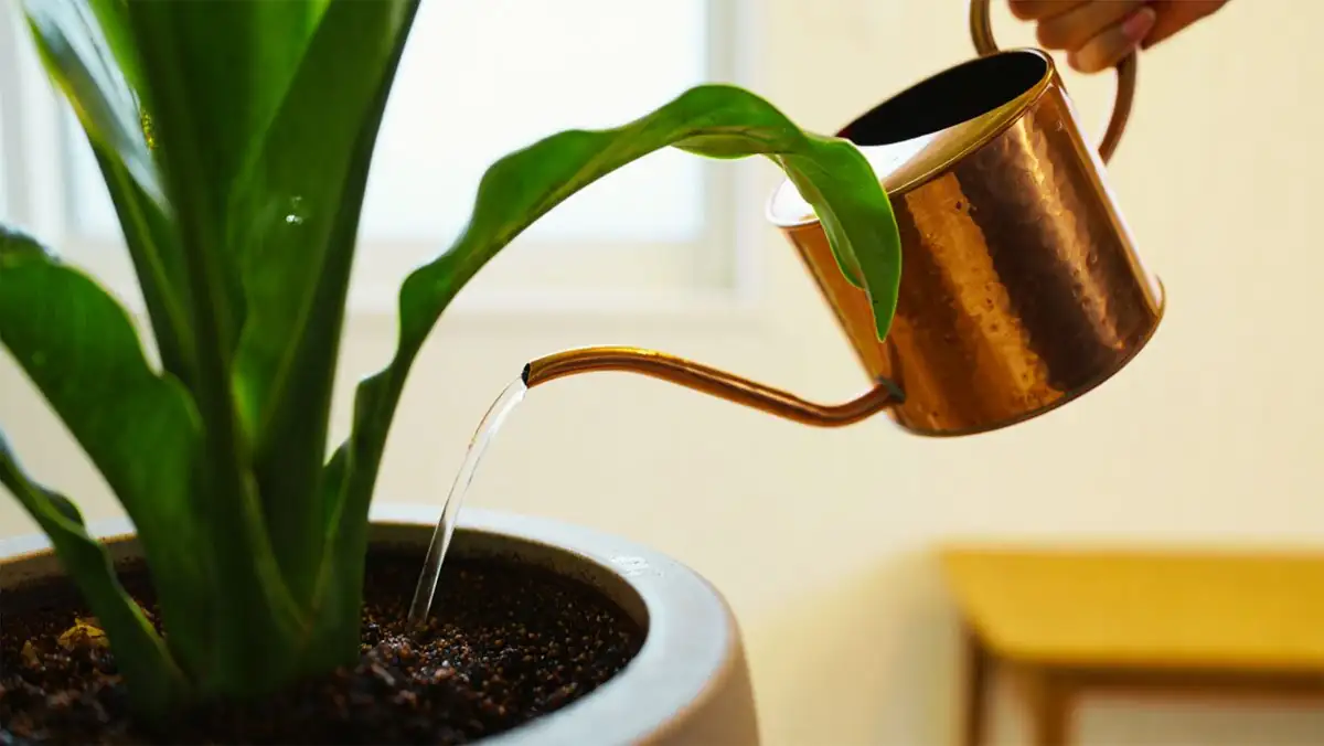 cast-iron plant watering sink
