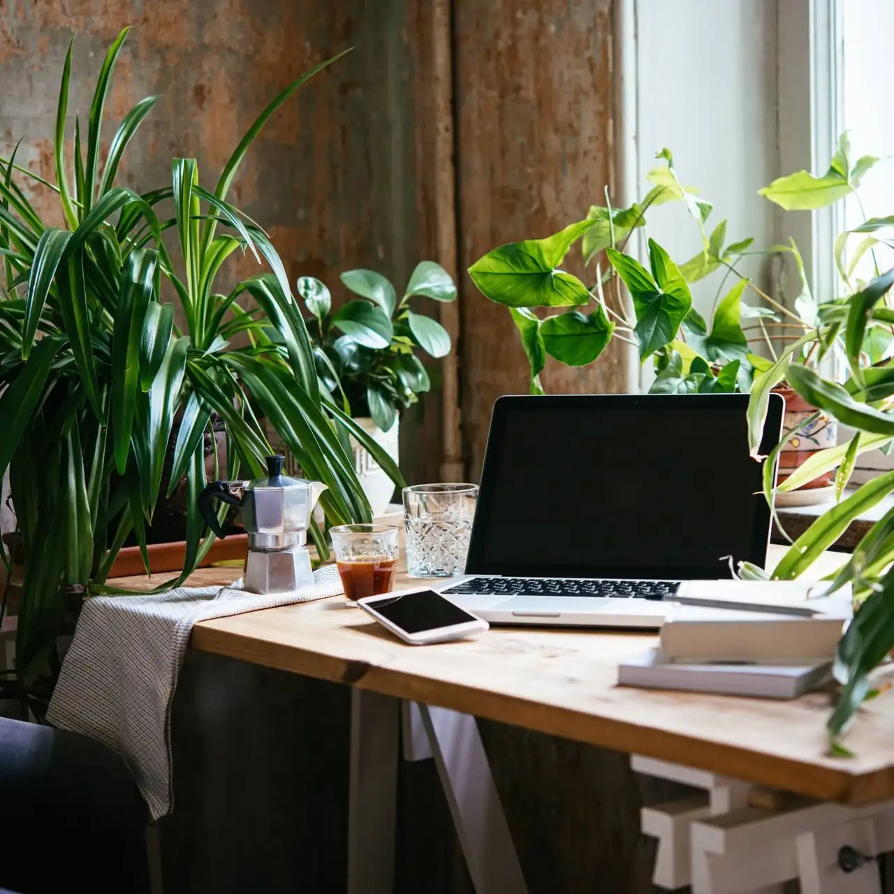 The Unkillable Office Mate: A Pet-Safe Green That Thrives Through Missed Meetings and Bad Lighting