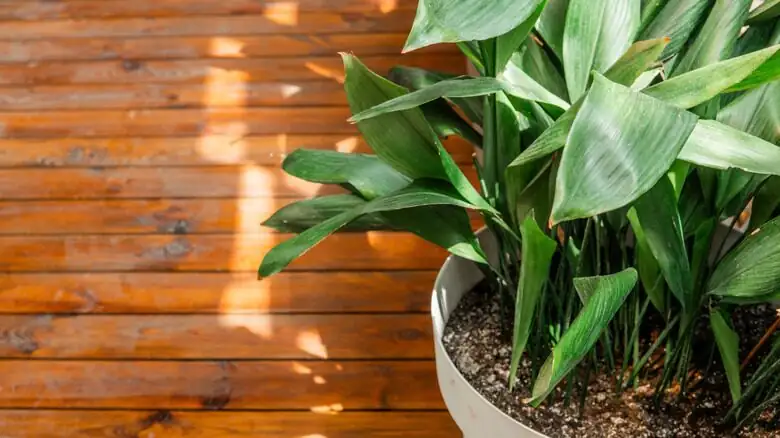 cast-iron plant watering can drainage