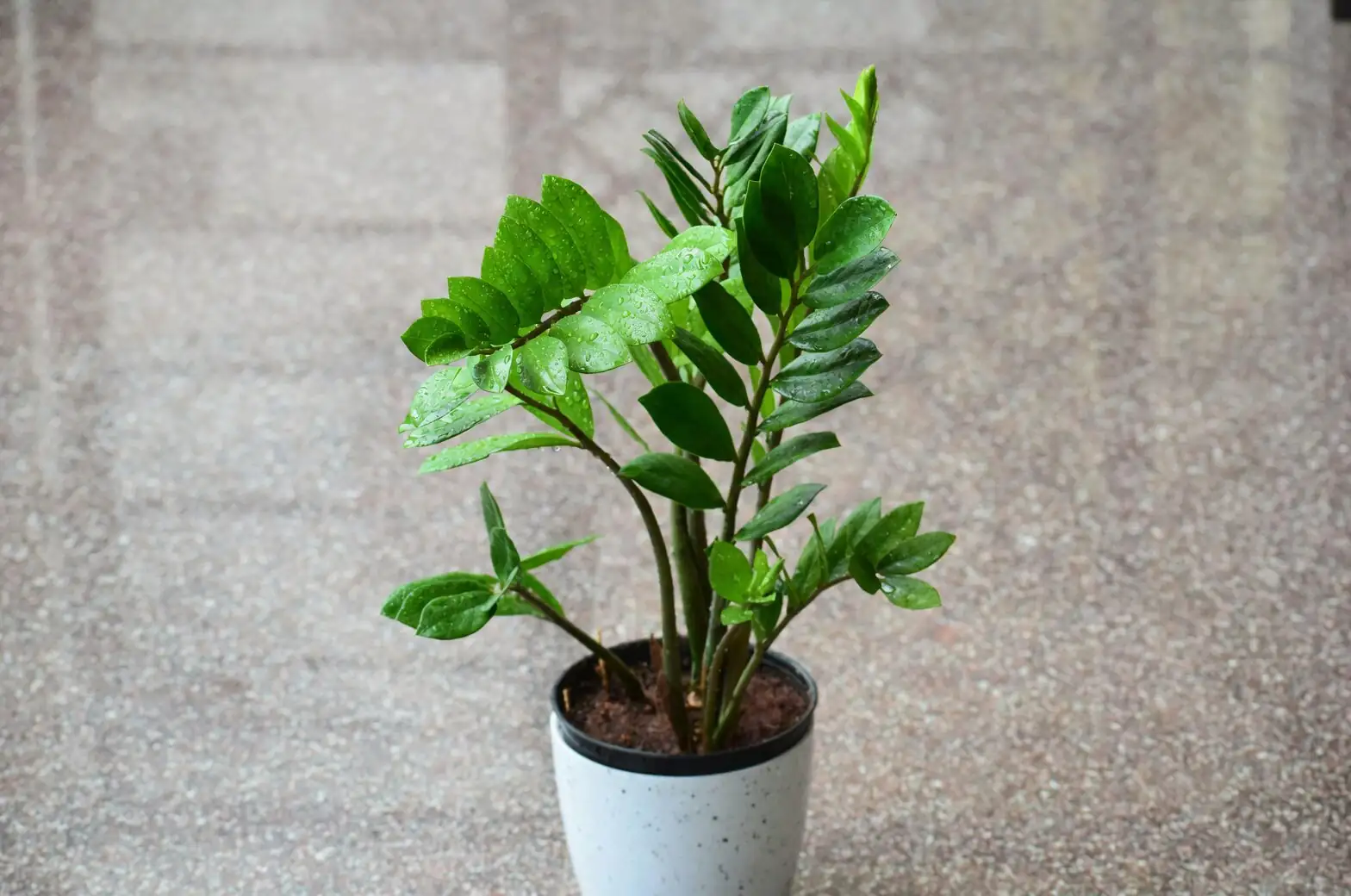 cast-iron plant trio matte planters