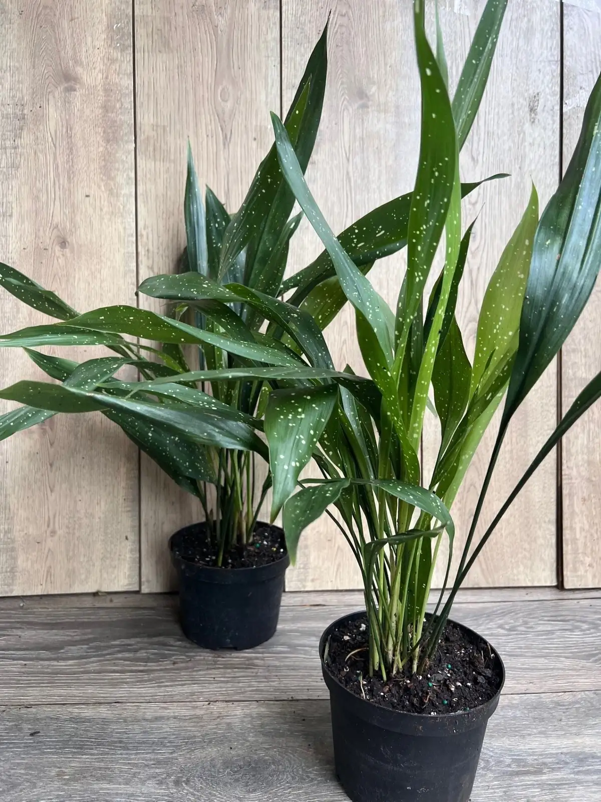 Stripes and Speckles: Keep Variegated Aspidistras Crisp (No Brown Tips!)