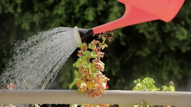 aspidistra watering drainage saucer
