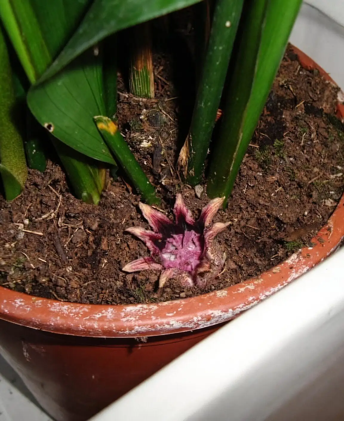 aspidistra flower soil level closeup