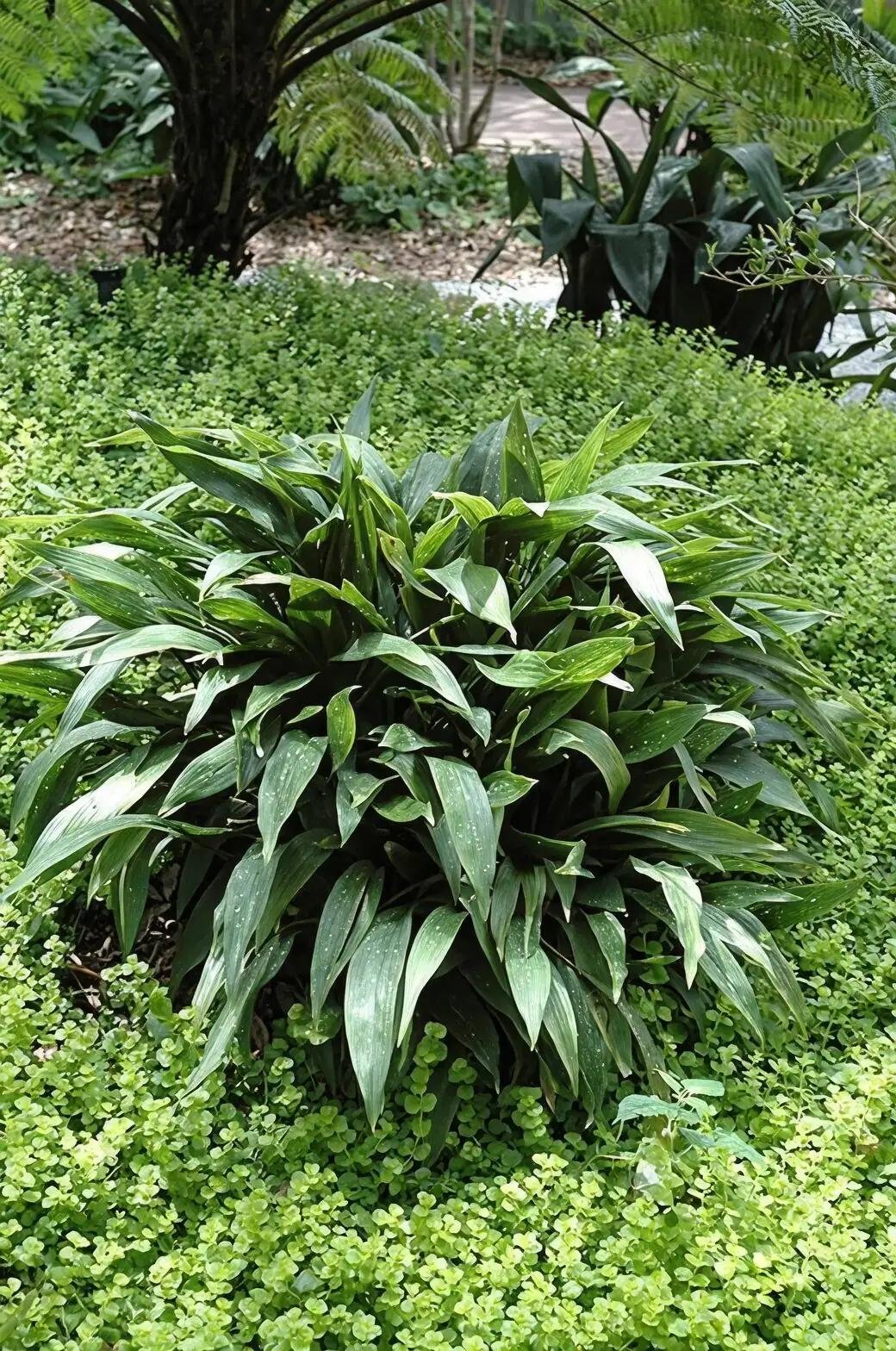 Shade-Proof Landscaping: Using Aspidistra as a Bulletproof Groundcover in Zones 8–11