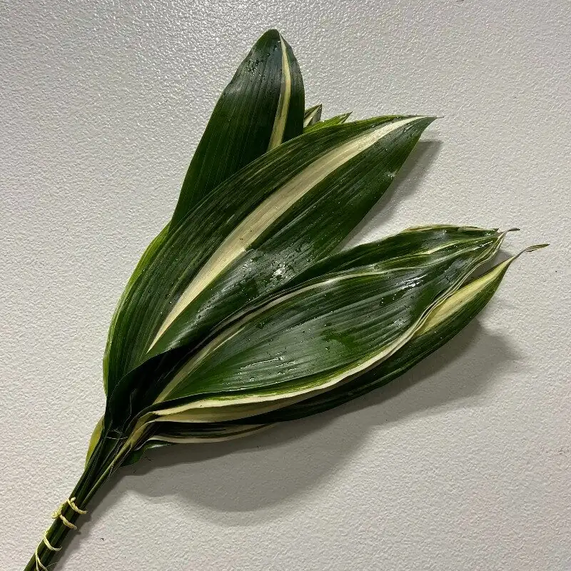aspidistra variegated leaf close-up