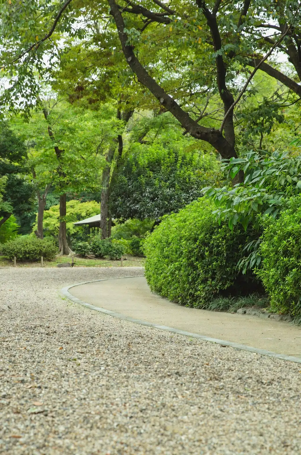 aspidistra path edging shade garden