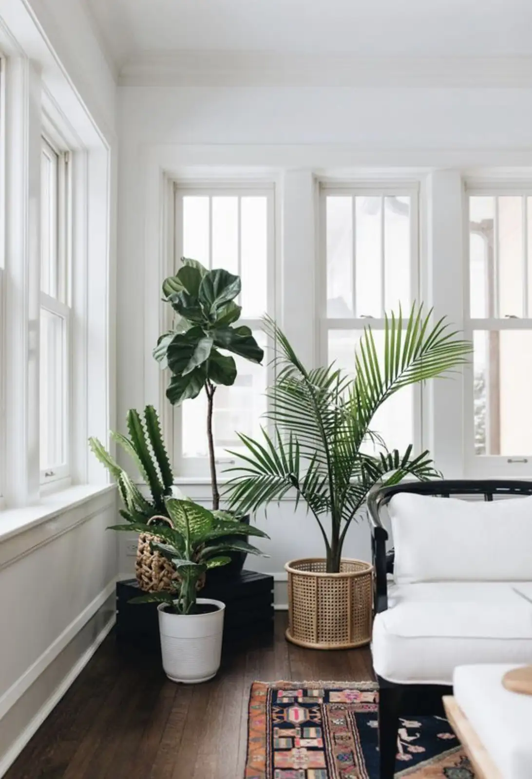 Cast-Iron, Not Cast-Immortal: 7 Myths About Aspidistra You Should Stop Believing