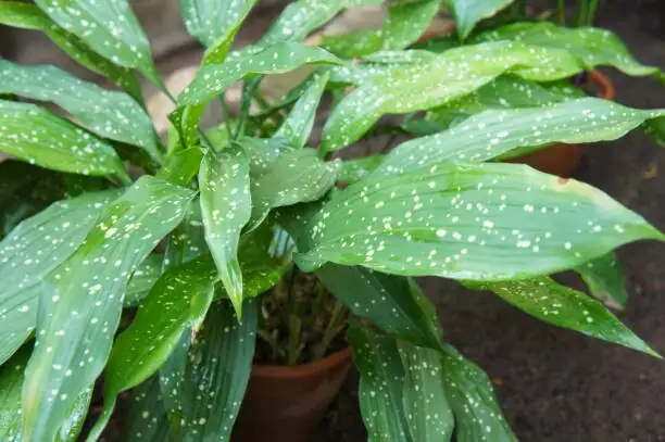 variegated aspidistra leaves close up