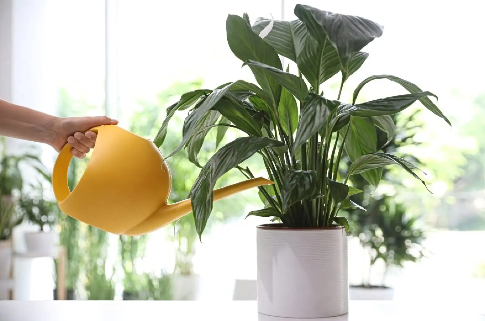 aspidistra watering draining pot