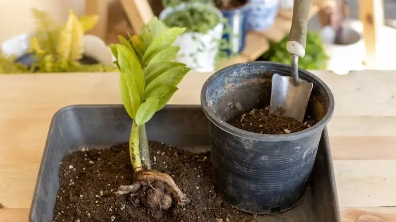 aspidistra rhizome division roots