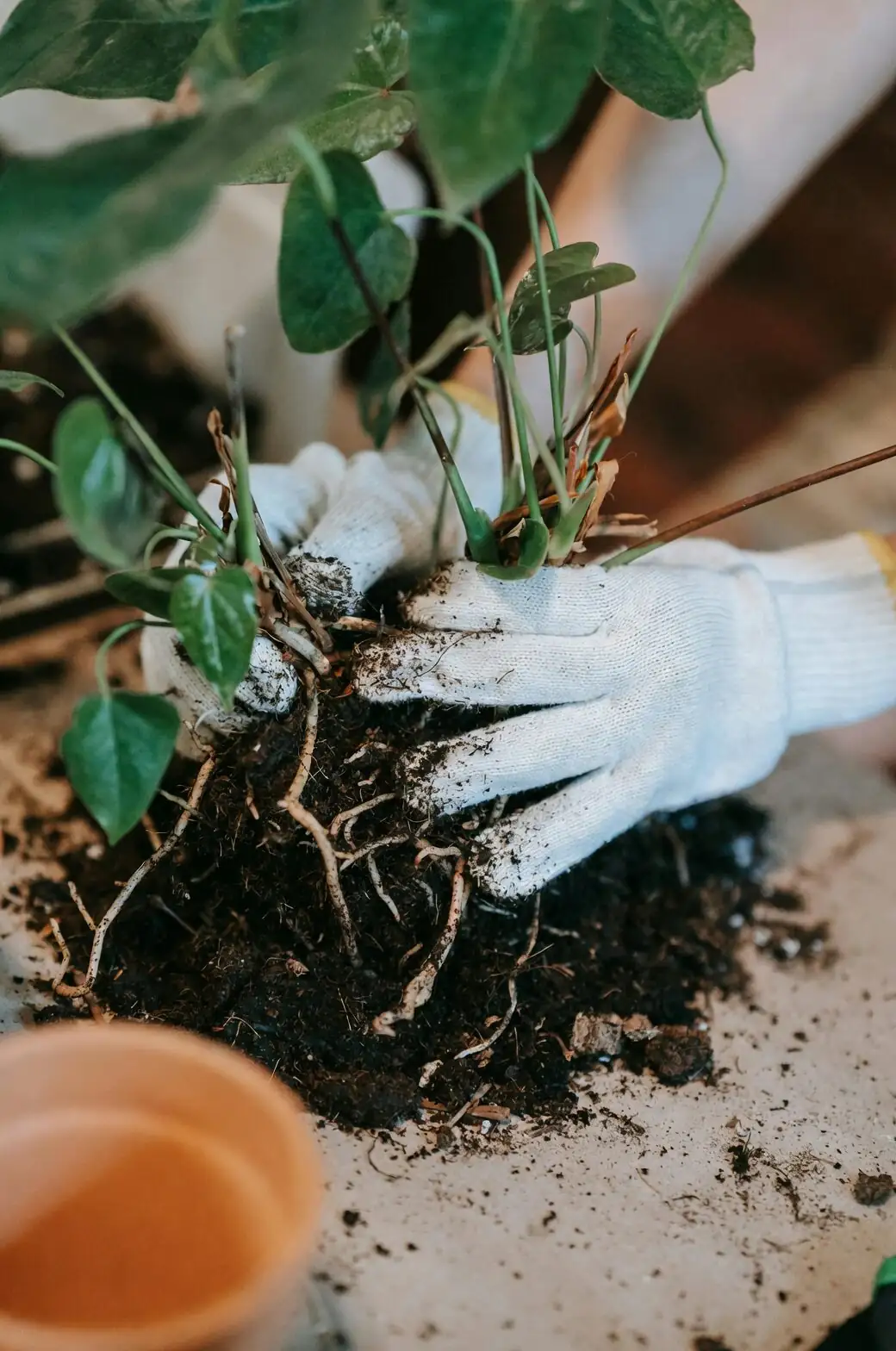 cast iron plant finger soil check