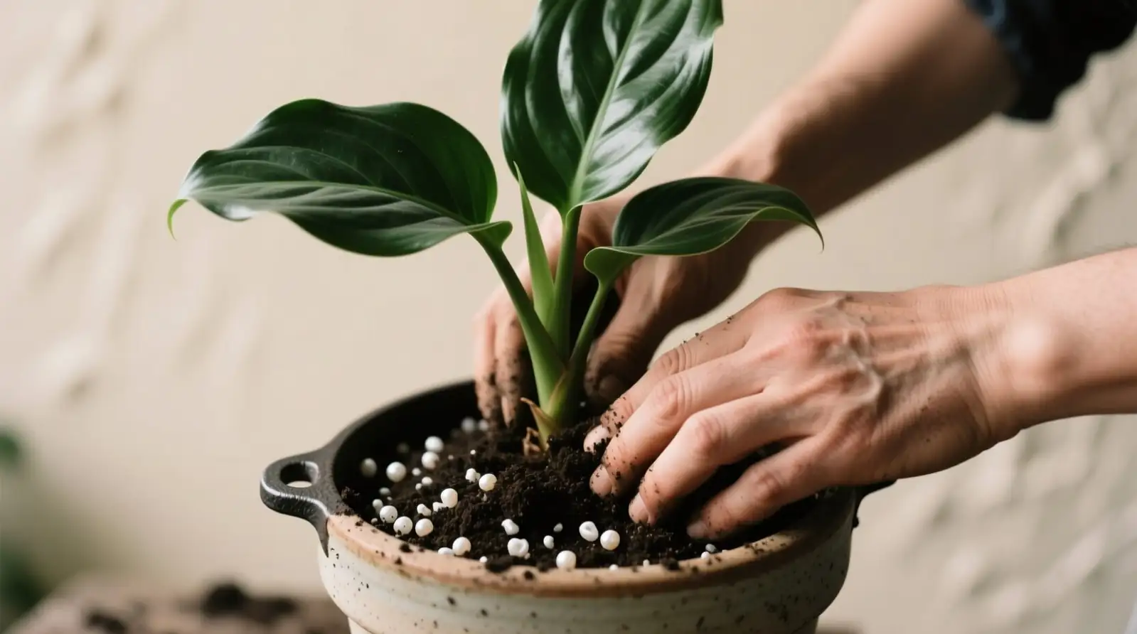 cast iron plant repotting roots
