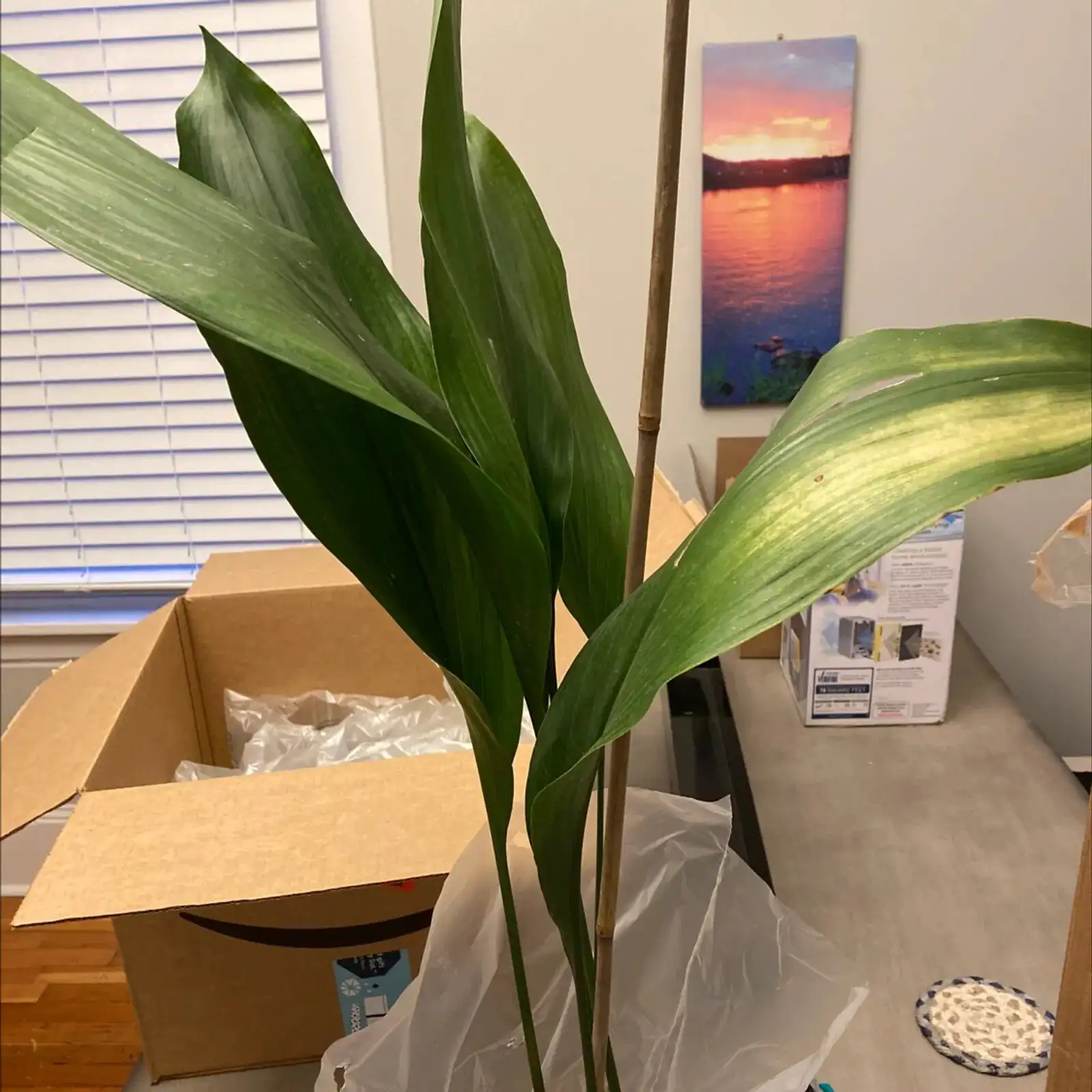 cast iron plant yellow leaf tips