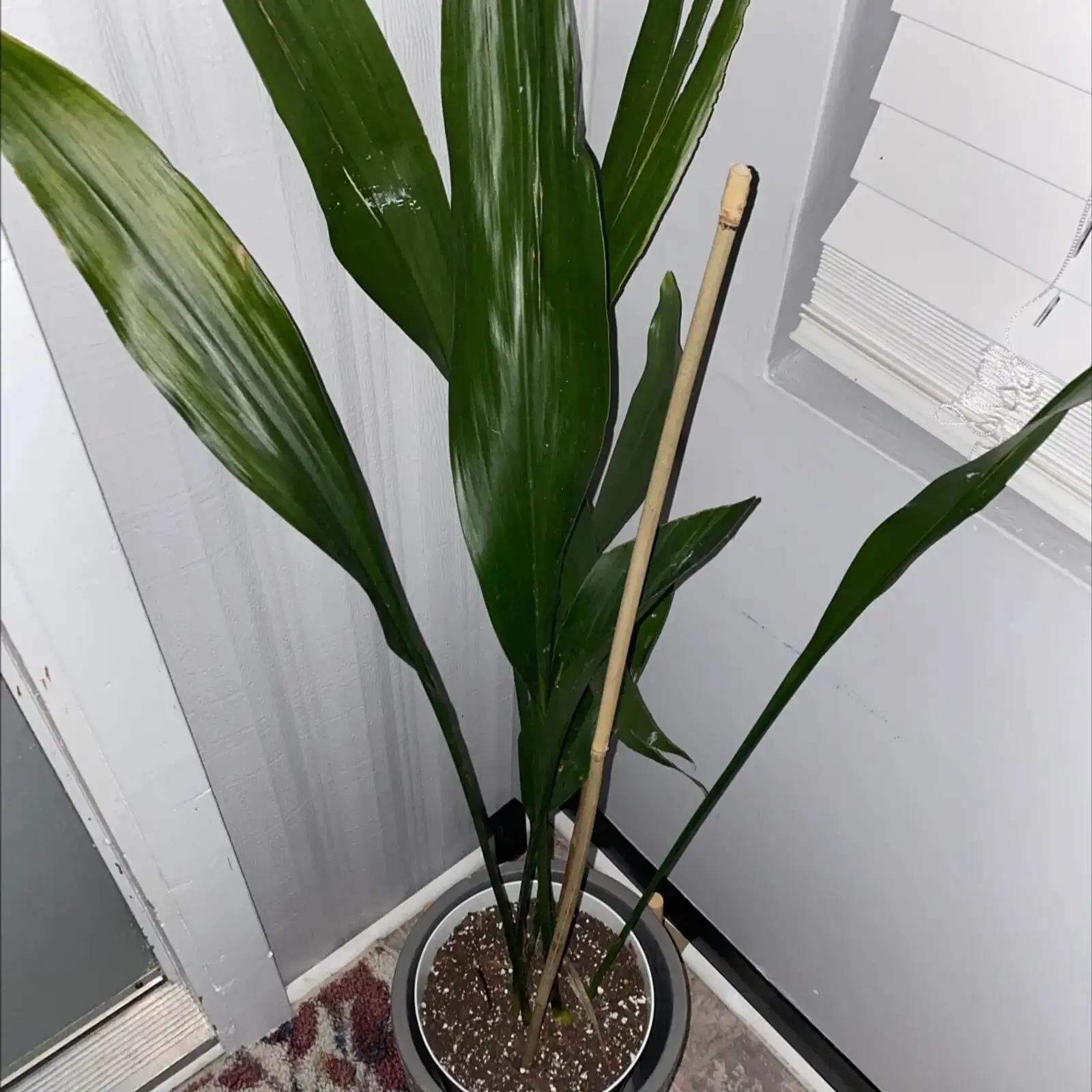 cast iron plant root rot inspection